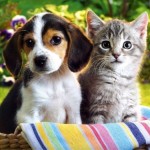 День здоровья для котят и щенков 13 и 14 мая
